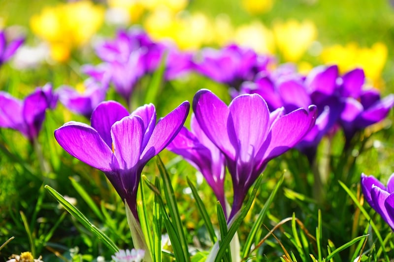 Saffron