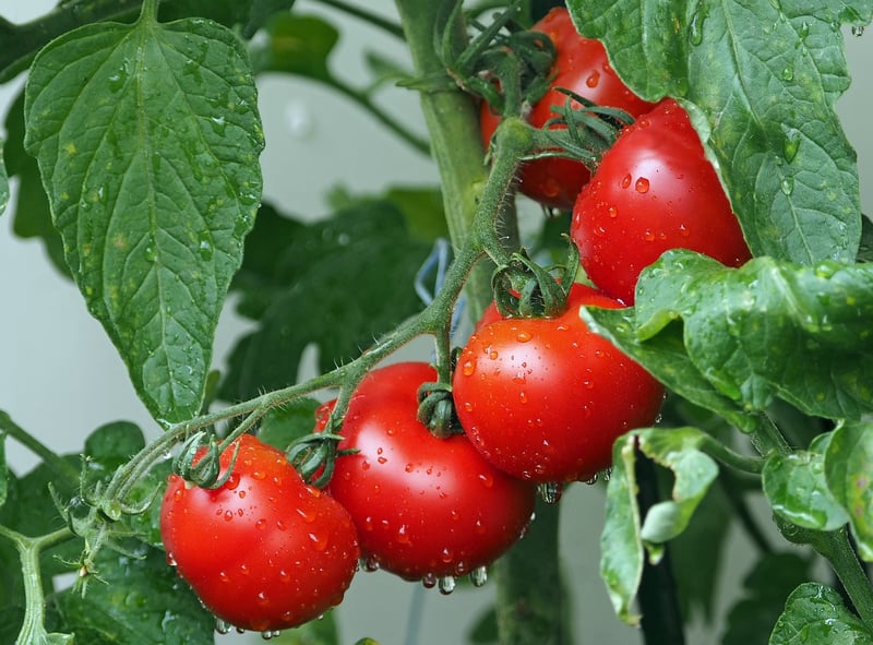 La Tomatina Festival in Spain